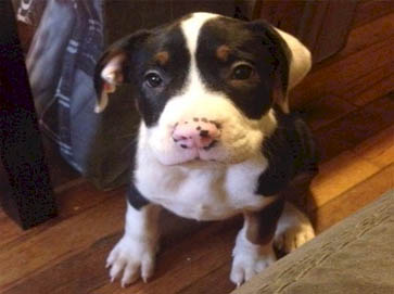 and tan Pit Bull puppy pictures 5