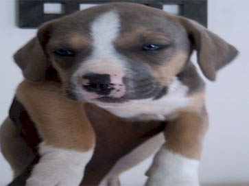 and tan Pit Bull puppy pictures 7