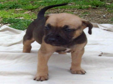 and tan Pit Bull puppy pictures 9