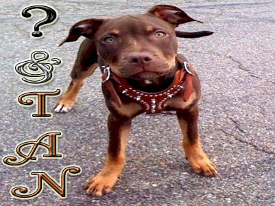 And Tan Pit Bull puppy pictures