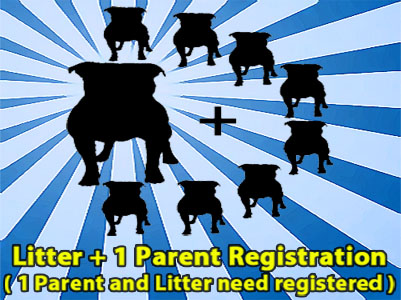 APBR Pit Bull plus litter registration