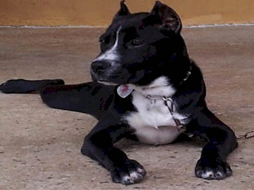 black Pit Bull pictures 1