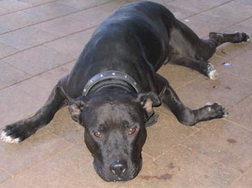 black Pit Bull pictures 14