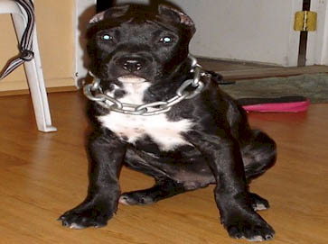 black Pit Bull pictures 15