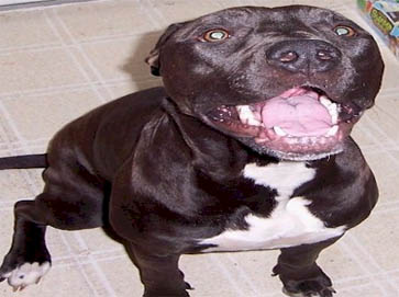 black Pit Bull pictures 6