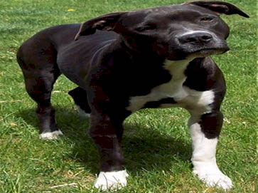 black Pit Bull pictures 8