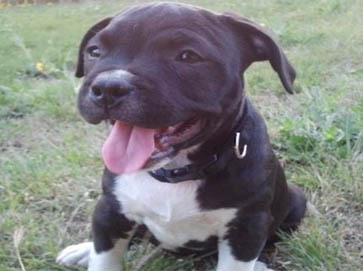 black Pit Bull puppy pictures 13