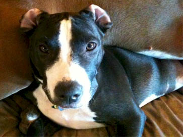 black Pit Bull puppy pictures 6