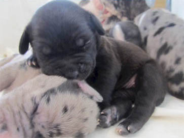 black Pit Bull puppy pictures 7