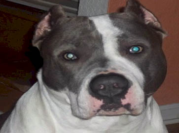blue Pit Bull pictures 12