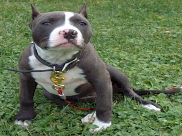 blue Pit Bull pictures 15