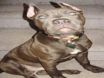 blue Pit Bull pictures 16