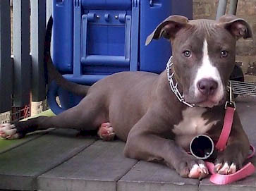 blue Pit Bull pictures 17