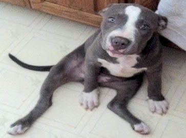 blue Pit Bull pictures 18