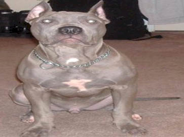 blue Pit Bull pictures 2