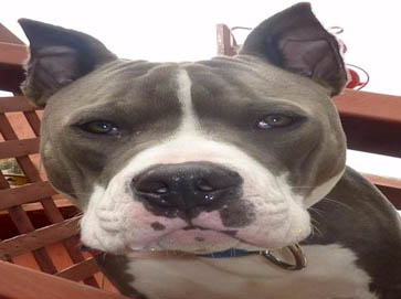 blue Pit Bull pictures 4