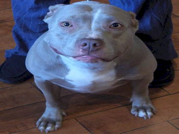 blue Pit Bull pictures 6