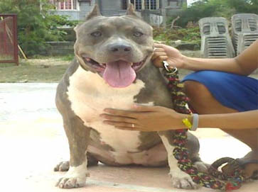 blue Pit Bull pictures 8