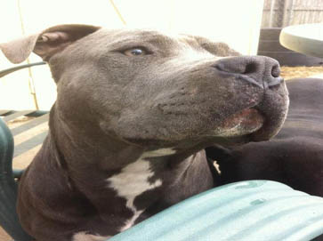 blue Pit Bull pictures 9