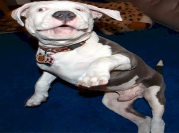 blue Pit Bull puppy pictures 1