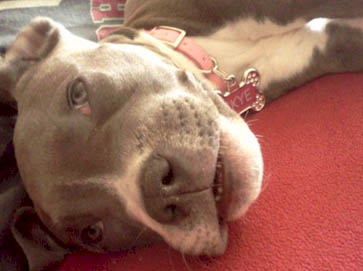 blue Pit Bull puppy pictures 10