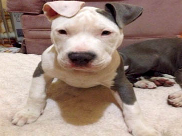 blue Pit Bull puppy pictures 15