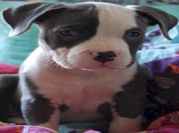 blue Pit Bull puppy pictures 16
