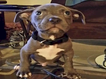 blue Pit Bull puppy pictures 5