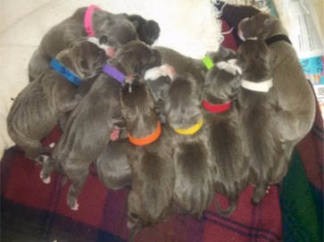 blue Pit Bull puppy pictures 6