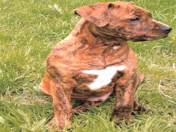 brindle Pit Bull pictures 10