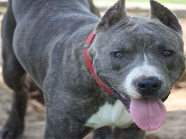 brindle Pit Bull pictures 11