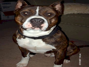 brindle Pit Bull pictures 13