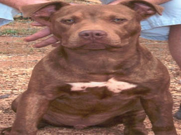 brindle Pit Bull pictures 14