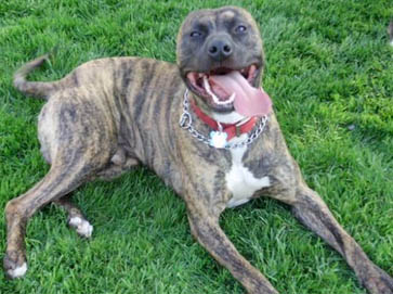 brindle Pit Bull pictures 15