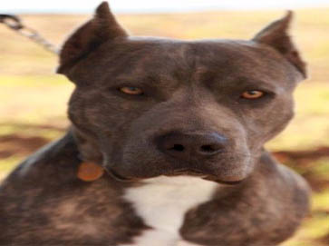 brindle Pit Bull pictures 16