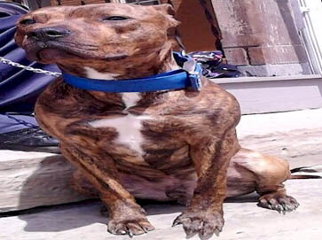 brindle Pit Bull pictures 17
