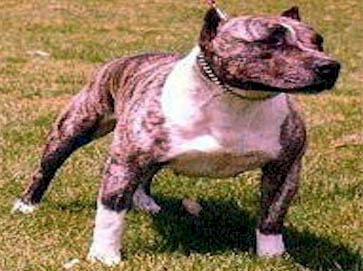 brindle Pit Bull pictures 18