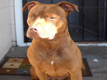 brindle Pit Bull pictures 4