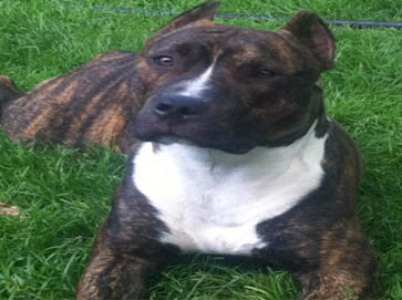 brindle Pit Bull pictures 5