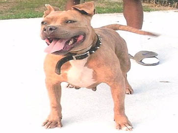 brindle Pit Bull pictures 6