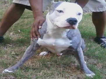 brindle Pit Bull pictures 7
