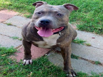 brindle Pit Bull pictures 8