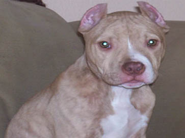 brindle Pit Bull puppy pictures 1