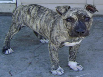 brindle Pit Bull puppy pictures 11