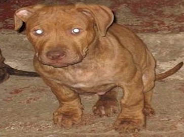 brindle Pit Bull puppy pictures 16