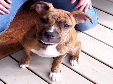 brindle Pit Bull puppy pictures 17