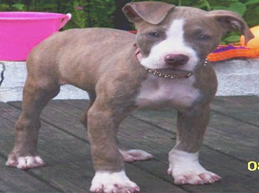 brindle Pit Bull puppy pictures 4