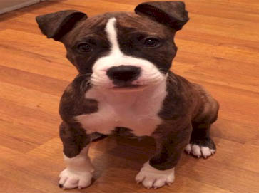 brindle Pit Bull puppy pictures 5