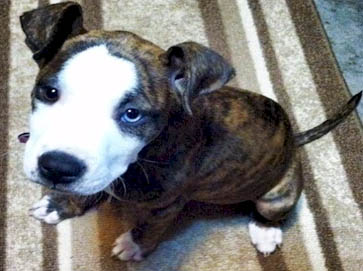 brindle Pit Bull puppy pictures 6