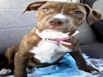 brindle Pit Bull puppy pictures 7